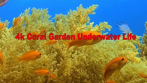 4k Coral Garden Underwater Life | HD Video No Copy Right | Free Video