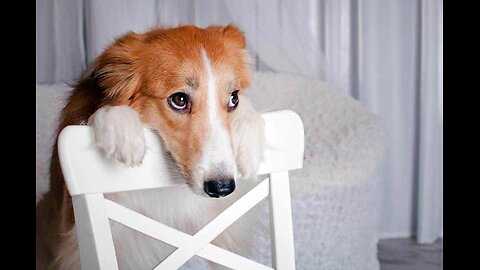 Can Your Pet Get Jealous ? Watch These Signs !