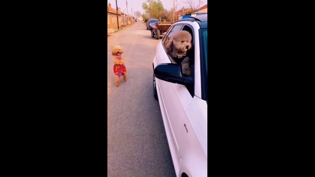 Funny Dog Videos