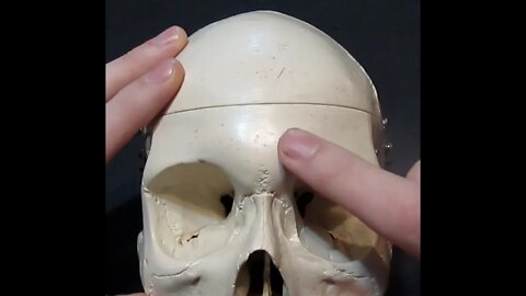 Identification of Bony Landmarks - Frontal Bone (Skull)