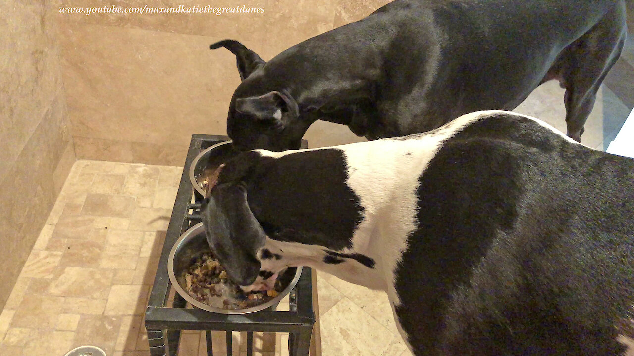 Polite Great Danes Enjoy Breakfast Together