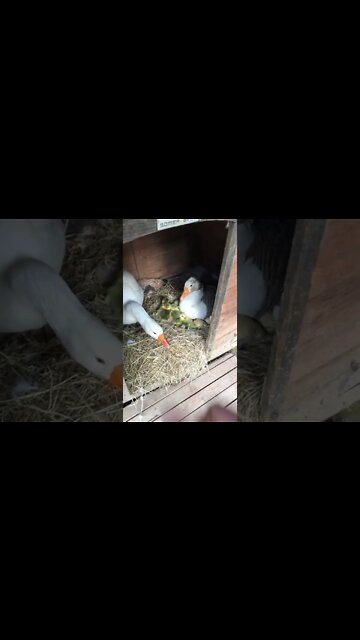 Discovering hatched goslings