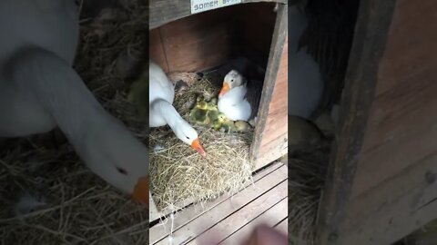 Discovering hatched goslings