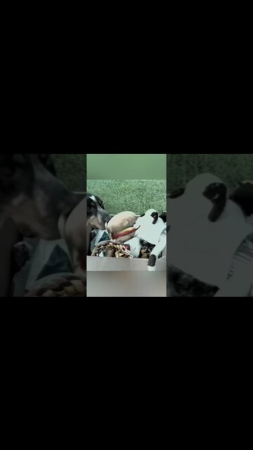 🐶 Because pets can't drive