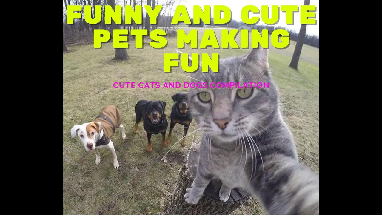 Funny and Cute Pets Making Fun - Cute Cats and Dogs Compilation