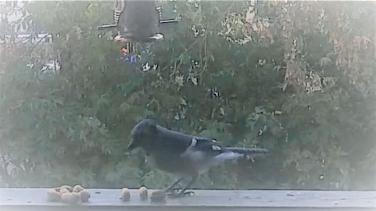 Blue Jay Gets the Peanut !!!