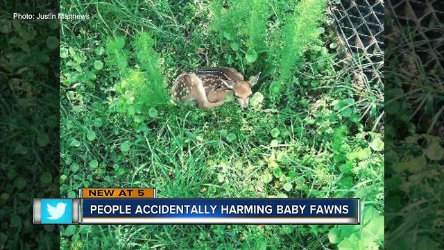 Baby deer showing up in Manatee County subdivisions