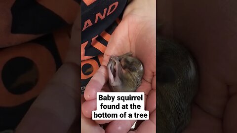 Cuddly Baby Squirrel #shorts