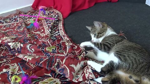 Funny Stalking Cat Wiggles His Butt