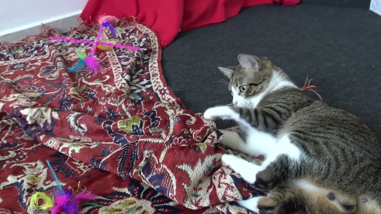 Funny Stalking Cat Wiggles His Butt