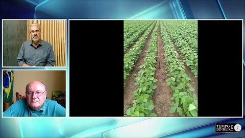 Soja em Jaborandi, na Bahia , está com 35 dias e em pleno desenvolvimento