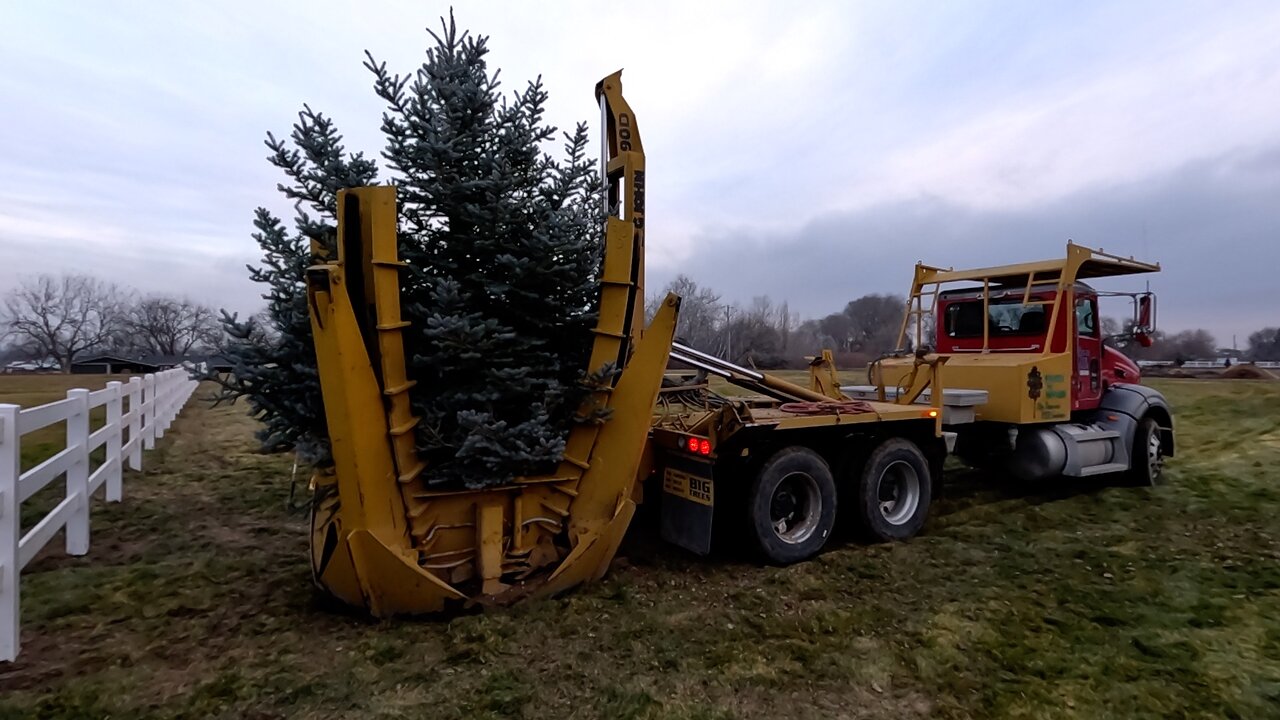 Installing & Moving Big Trees in the Garden! 🌲🌲🌲