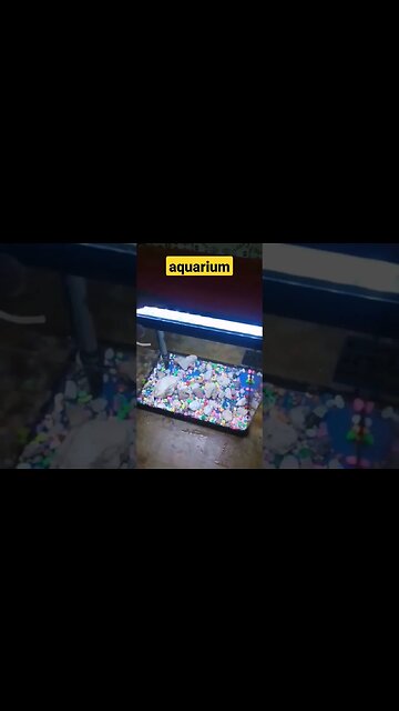 très belle aquarium de poisson