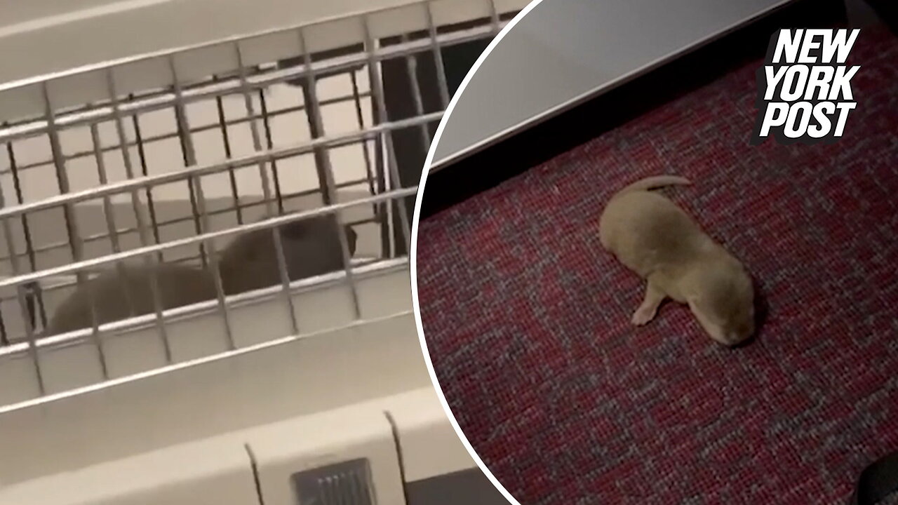 Smuggled albino rat and otter run amok on an airplane