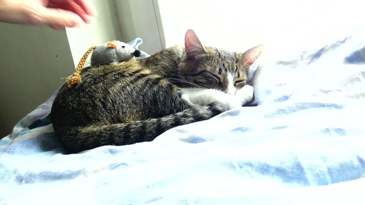 Cat Is Attacked by Mice