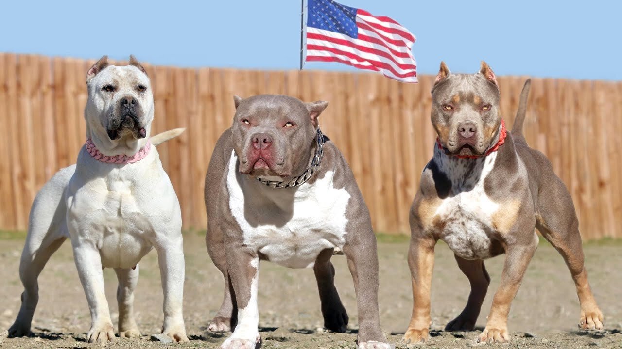 These Are American’s Most Favorite Dog Breeds