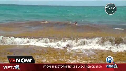 Chopper 5 video of seaweed along Lake Worth Beach