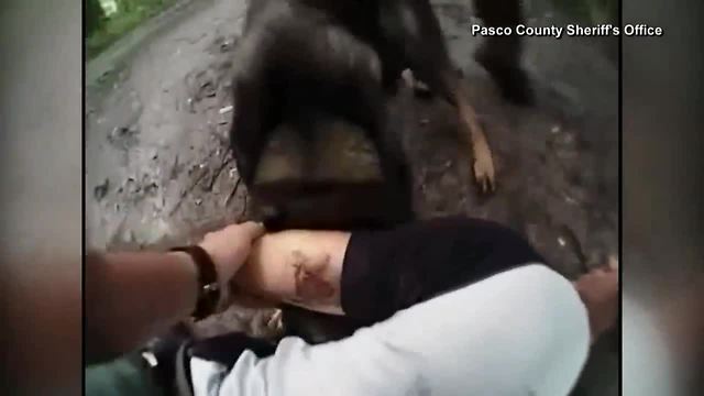 Florida deputy's body camera captures K9 chasing, catching suspect