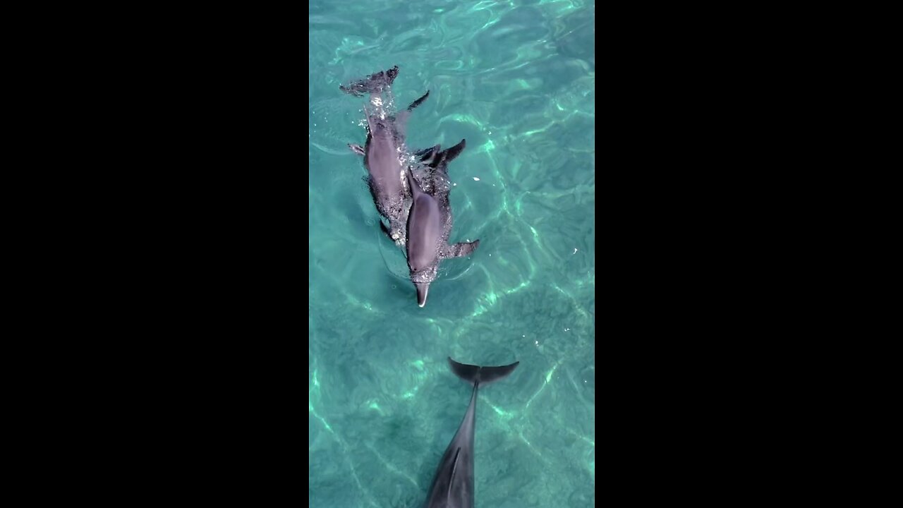 Dolphins in Maldives