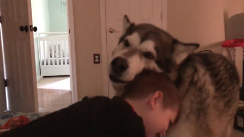 Alaskan Malamute & toddler have precious morning routine