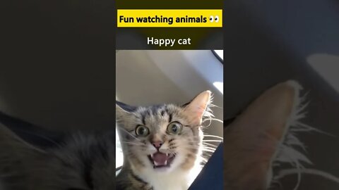 😽Daily dose of funny cats🐈 or mood vids😽