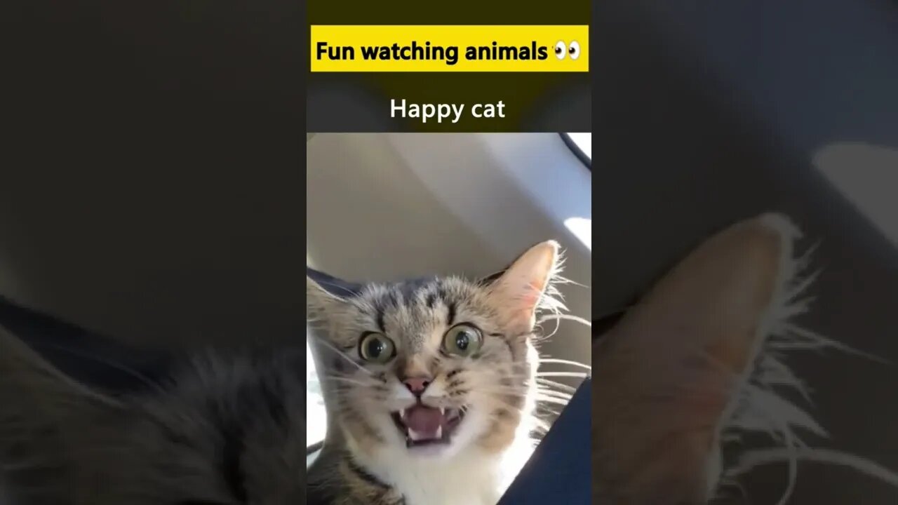 😽Daily dose of funny cats🐈 or mood vids😽