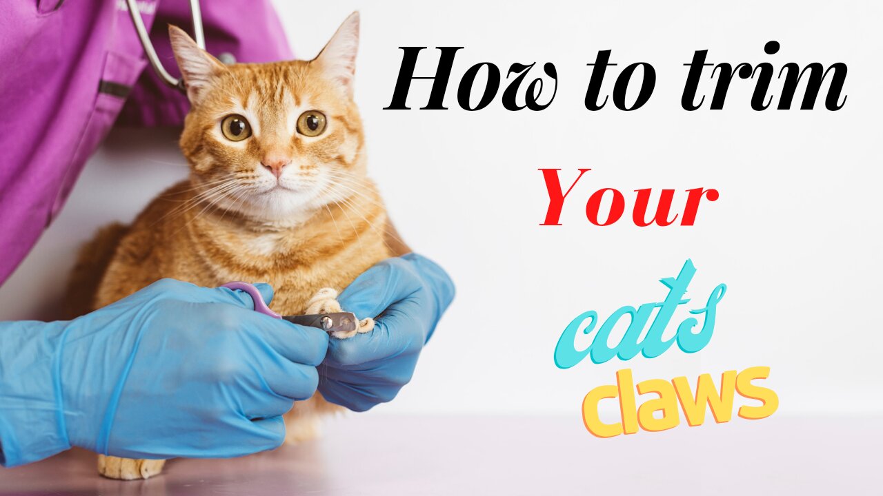 How to trim your cat`s claws 💅