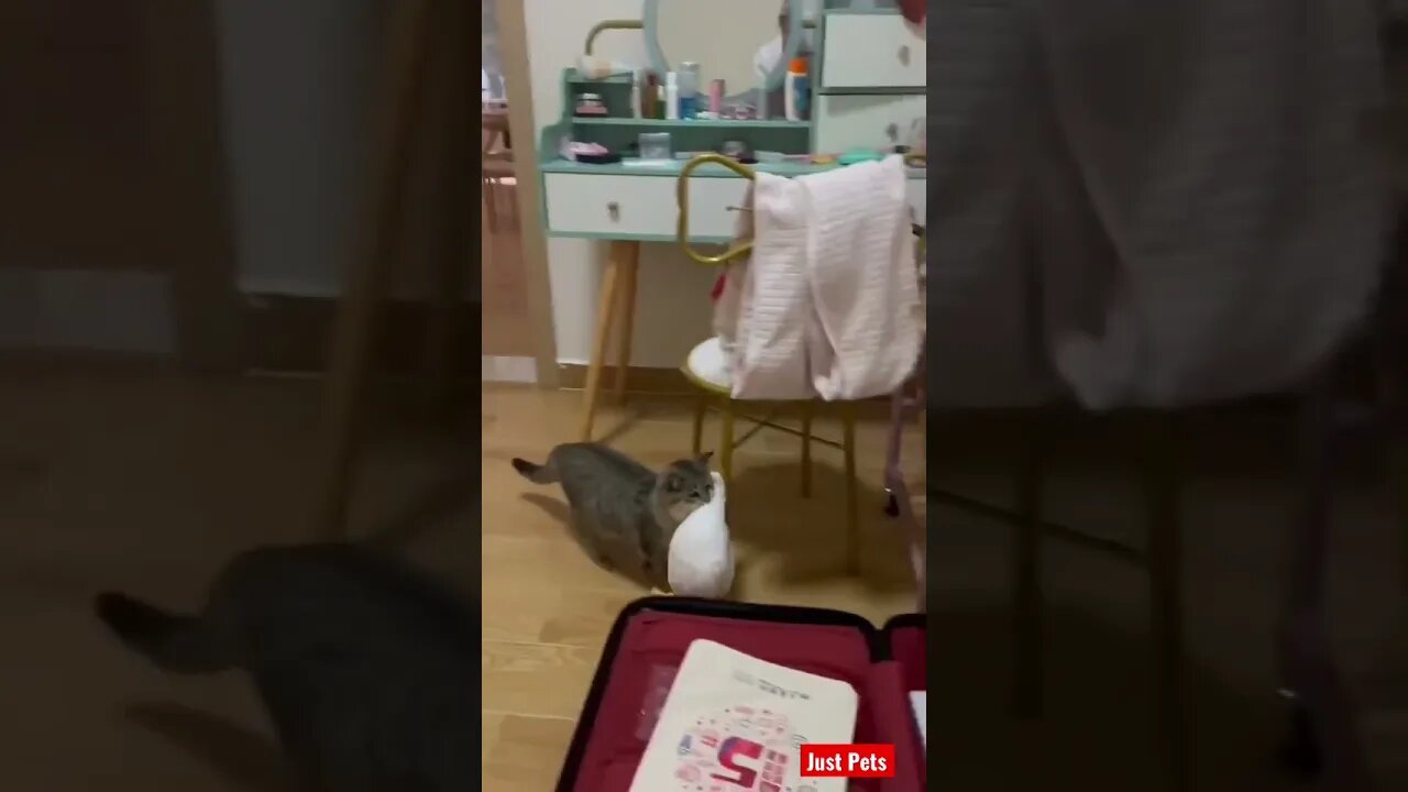 Cute cat going on holiday #cute #tiktok #funnyanimals #cat #funnyvideos