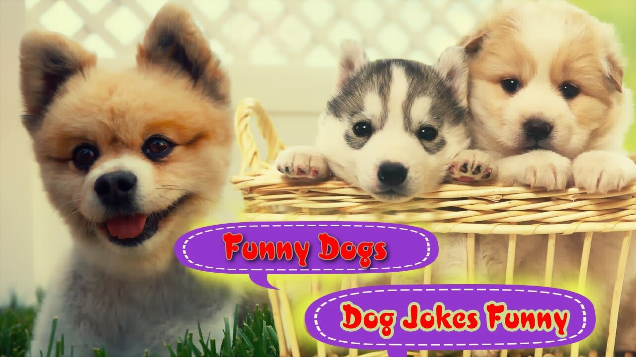 Funny Dogs Funny Dog Jokes Funny