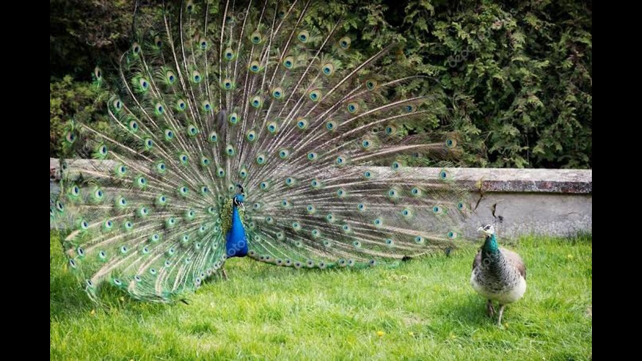 Nice locking in the forest while dancing peacock couple