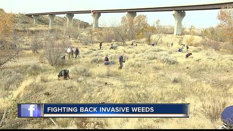 Volunteers restore landscape near the Boise River