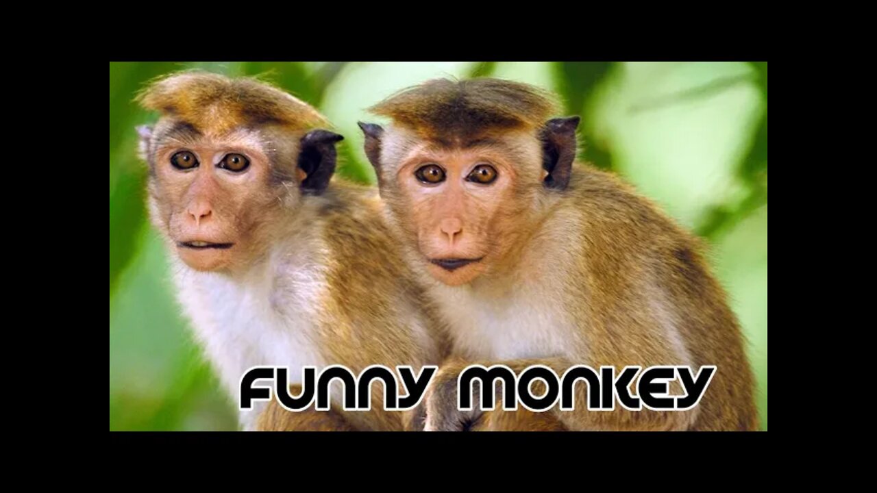 funny monkey