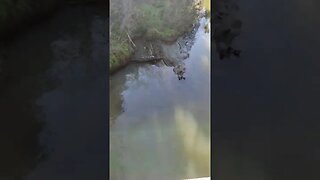 Henderson stream.