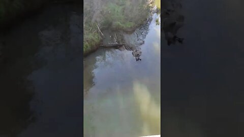 Henderson stream.
