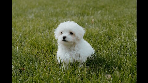 cute fluffy dog plush puppy