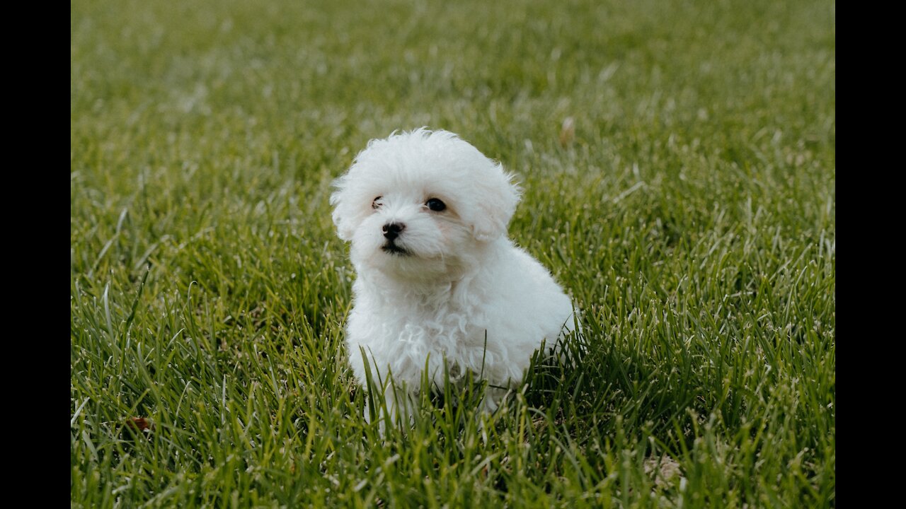 cute fluffy dog plush puppy