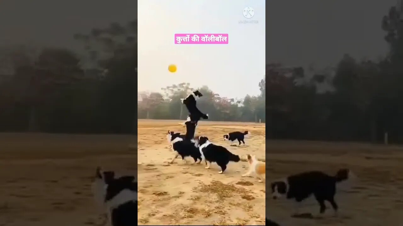 देखे कुत्तों का वॉलीबॉल मैच amazing video #shortsvideo #short #shortfeeds #shorts #shortvideo