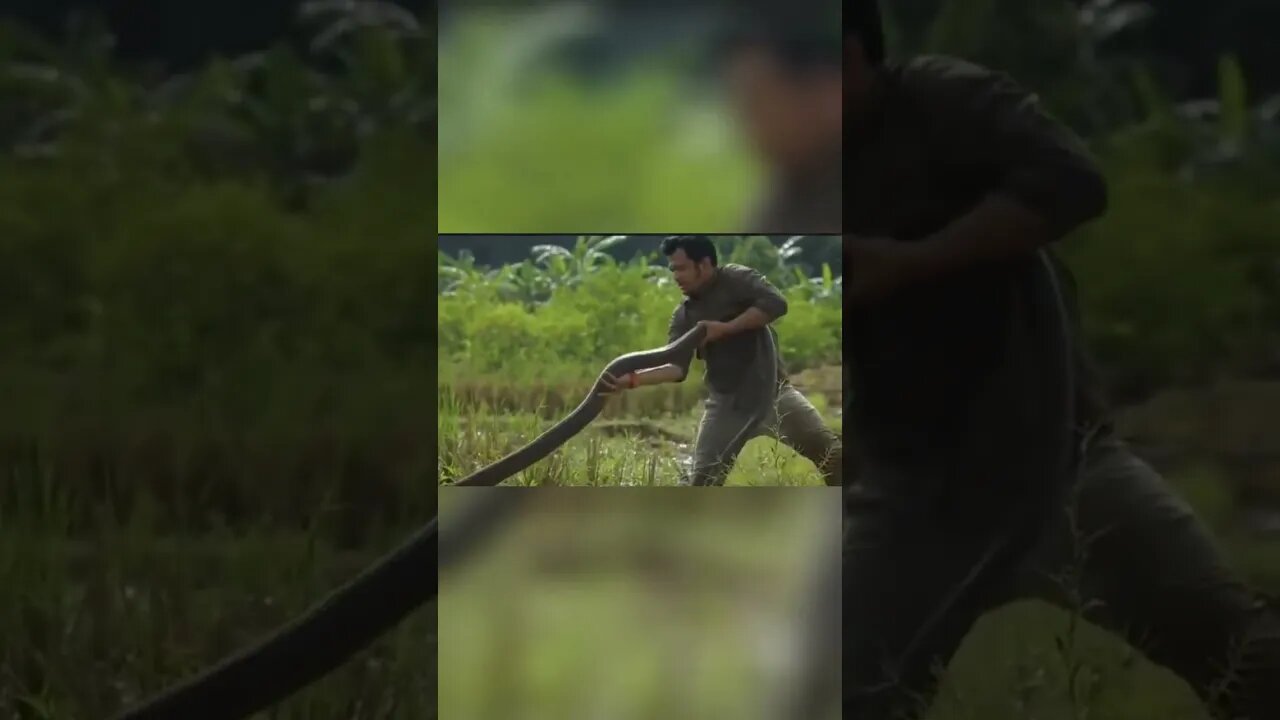 Being an animal conservator is always life-threatening # Viper