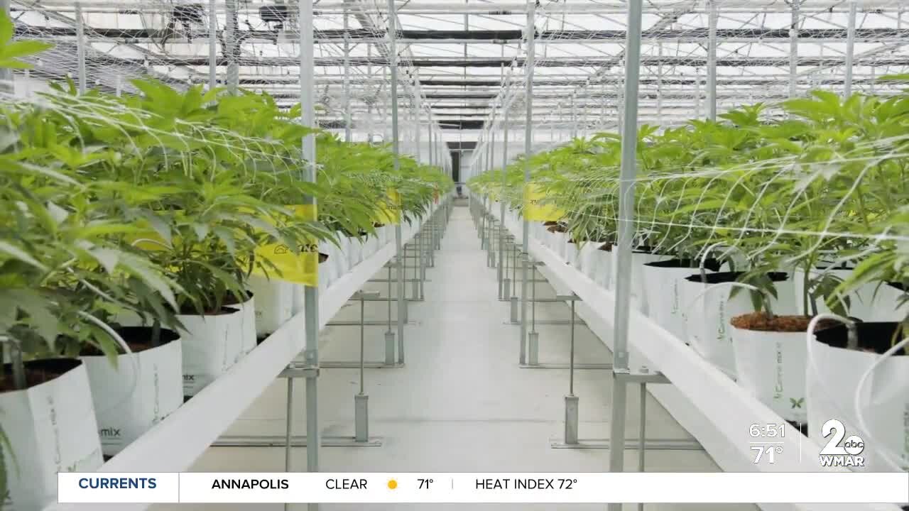First medical cannabis degree in the nation