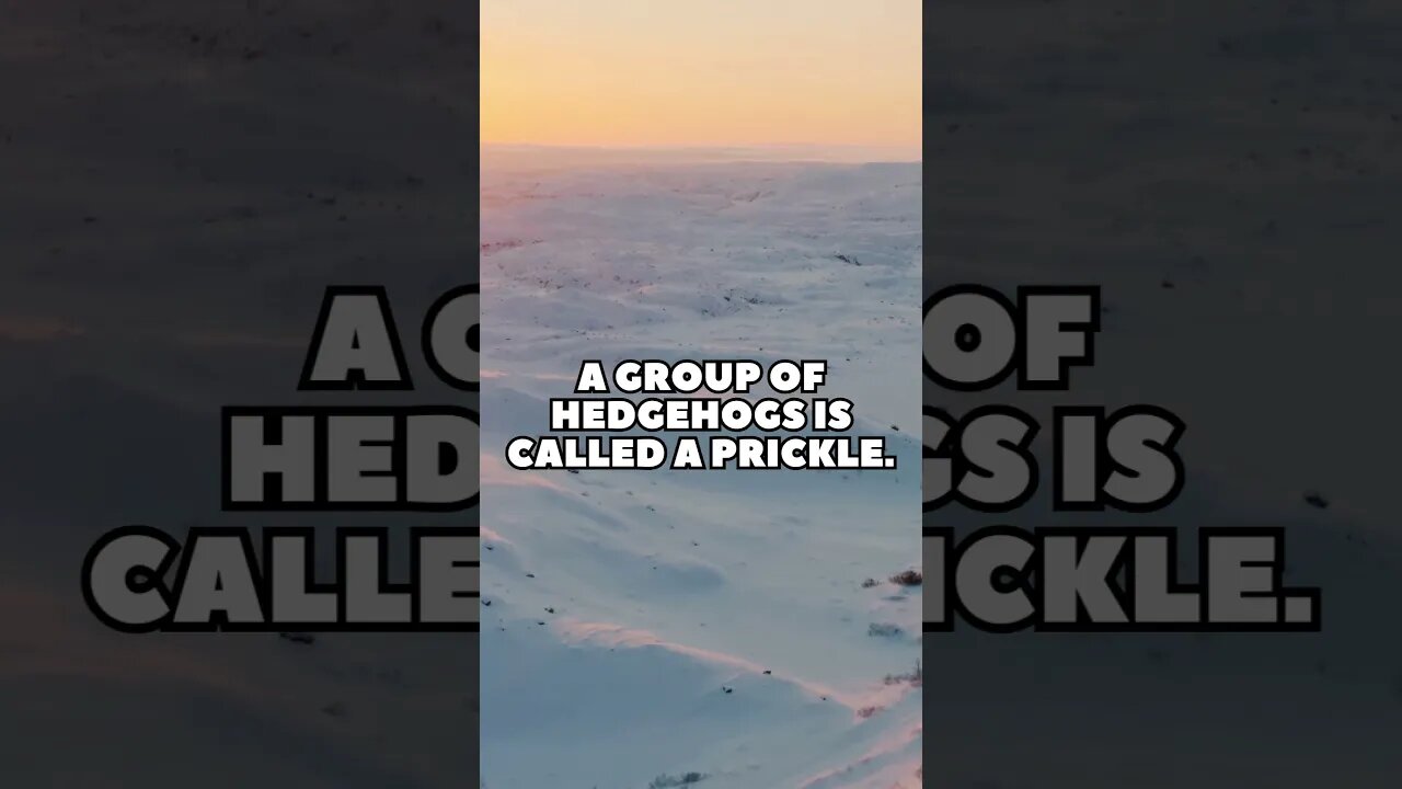 Incredible Random Facts That Will Expand Your Mind! [2023] #shorts #facts #viralshorts #fyp #life