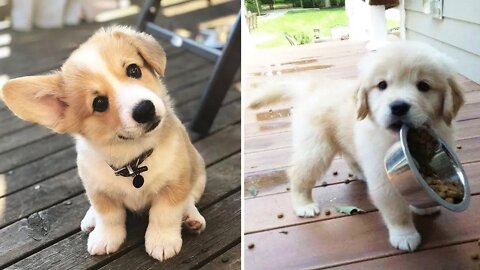 ♥Cute Puppies Doing Funny Things 2021♥