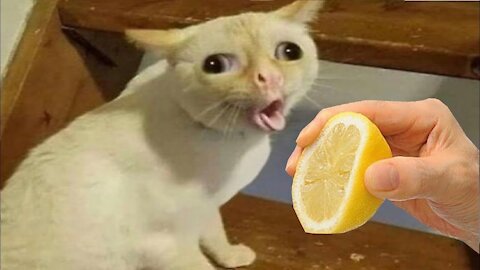 ZABAWNE 🐱 ŚMIESZNE KOTY😂 NAJLEPSZE AKCJE