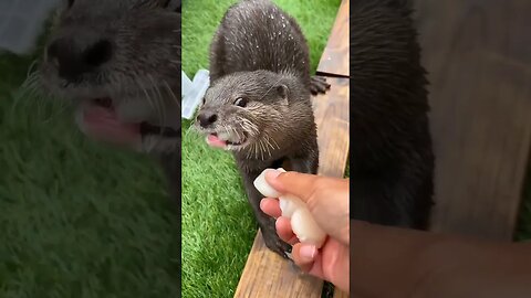 Breakfast for beautiful #otter #short