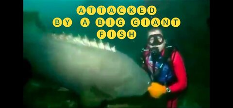 Diver Meets Big Giant Fish