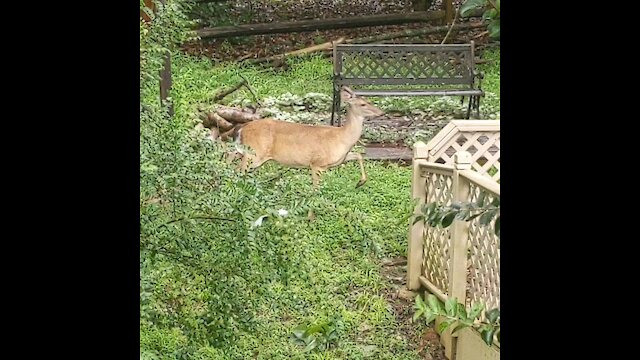Deer with fawns strolling through the yard