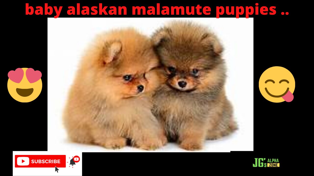 cute baby alaskan malamute puppies...