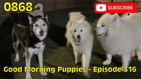[0868] GOOD MORNING PUPPIES - EPISODE 316 [#dogs #doggos #doggos #puppies #dogdaycare]