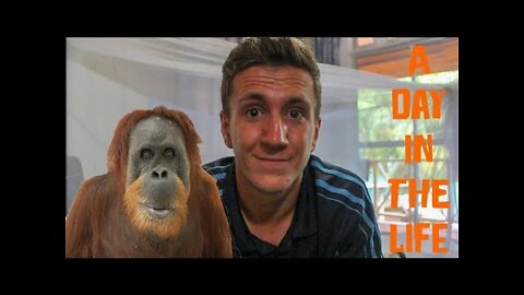 Working with Orangutans in Borneo - A Day In The Life