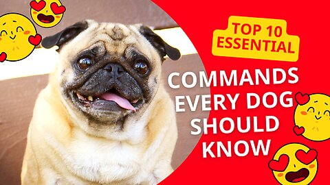 TOP 10 Essential Commands Every Dog Should Know