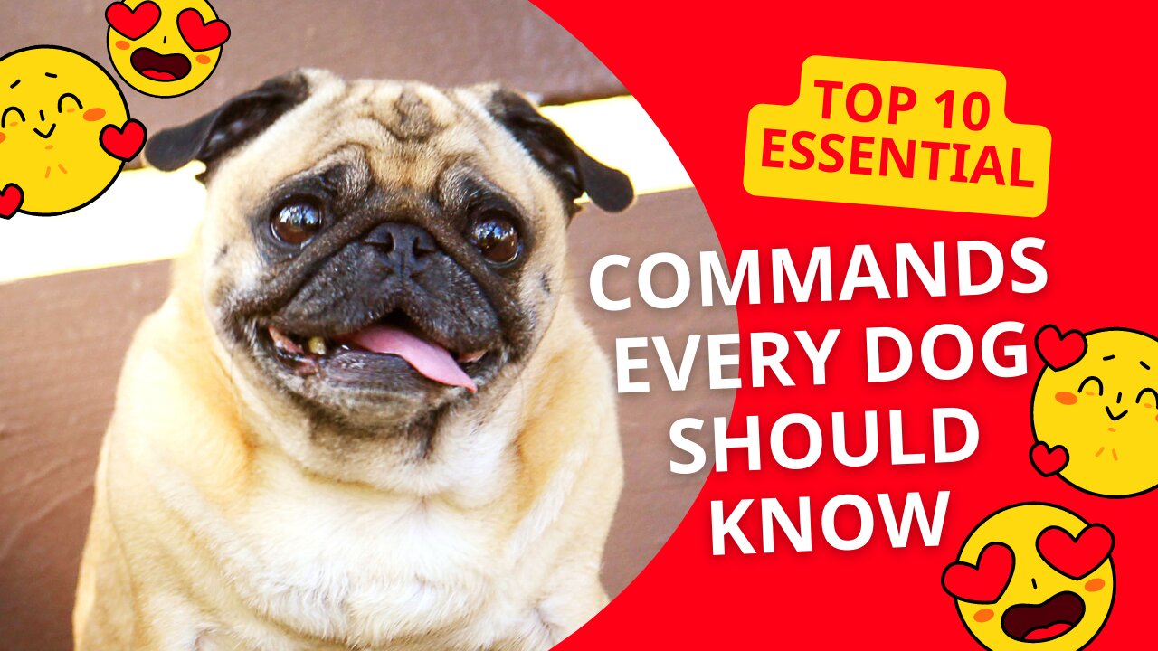 TOP 10 Essential Commands Every Dog Should Know